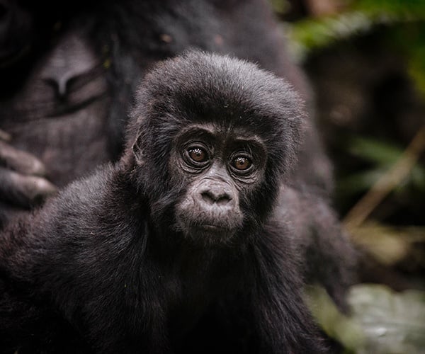 Young gorilla on trek from Gorilla Forest Camp