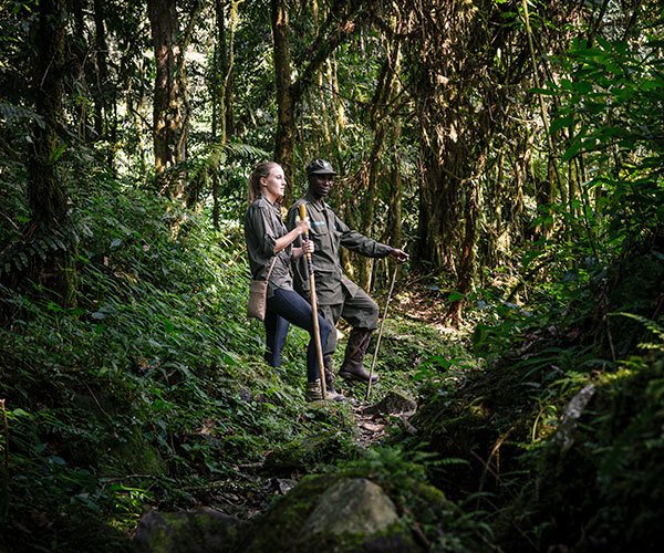 Guest trekking to see gorillas with guide, Gorilla Forest Camp