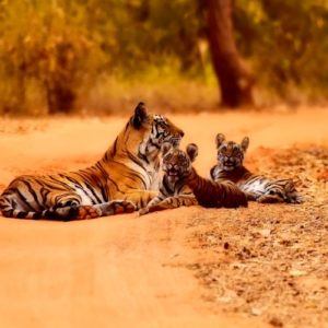 Wild Tigers in India