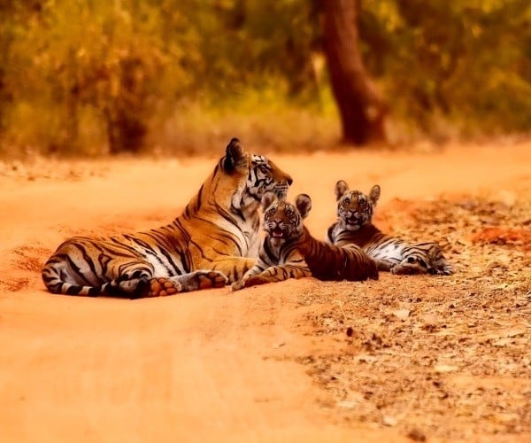 Wild Tigers in India