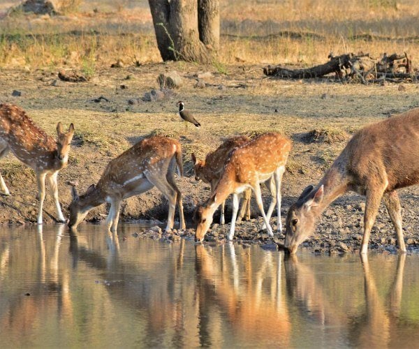 wildlife-safari India