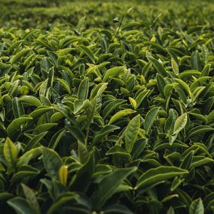 The perfect cup of Japanese green tea