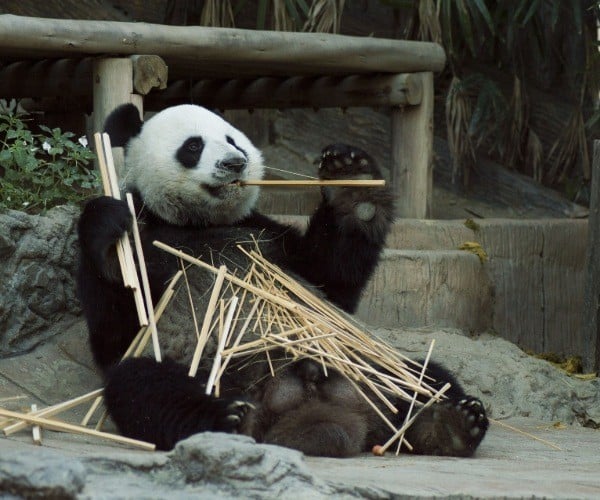 Panda eating bamboo