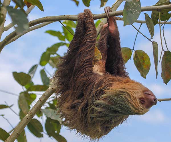 núcleo ejemplo mosaico Top 10 animals to spot in Costa Rica - A Luxury Travel Blog : A Luxury  Travel Blog