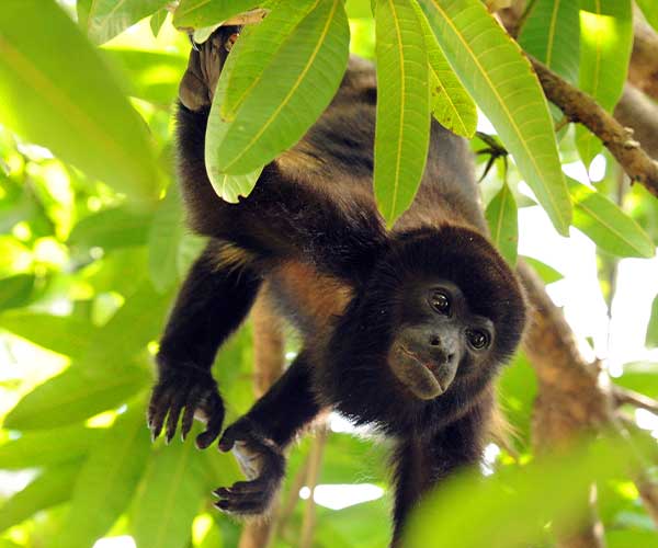 Top 10 animals to spot in Costa Rica - A Luxury Travel Blog : A Luxury  Travel Blog