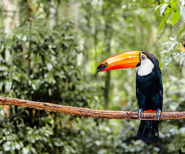 Top 10 animals to spot in Costa Rica - A Luxury Travel Blog : A Luxury  Travel Blog