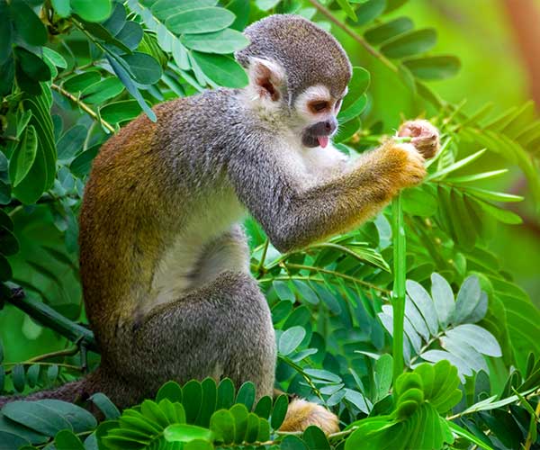 Top 10 animals to spot in Costa Rica