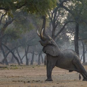 The best places in Africa to see elephants