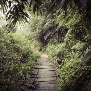 Top 5 rainforest holidays