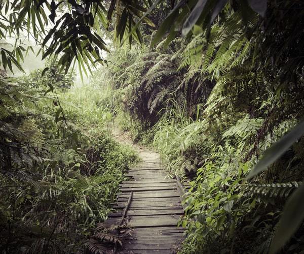 Top 5 rainforest holidays