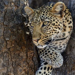 The best reasons to visit Ruaha