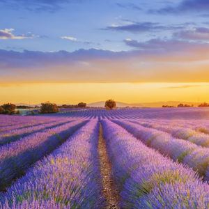 Health and wellbeing in Provence - looking to the future