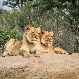 Future travel inspiration: the best safaris in Africa