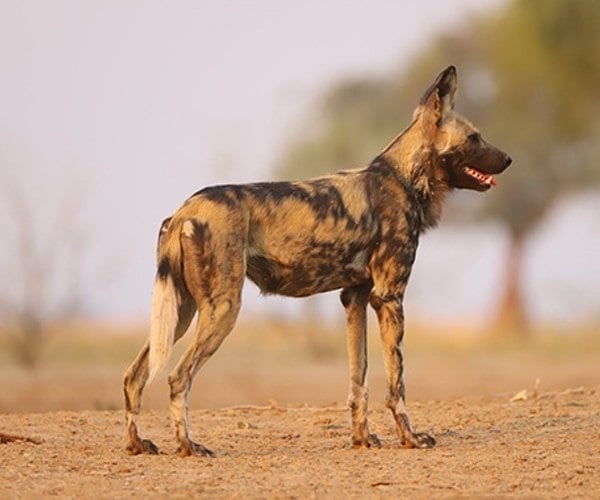 The best places to see wild dogs in Southern Africa