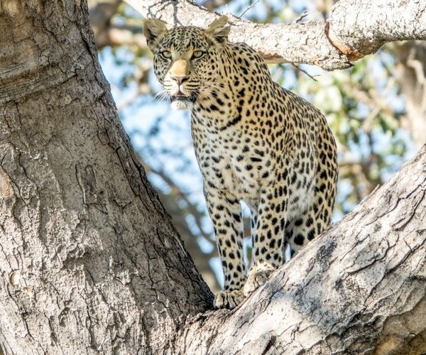 Leopard in the Okavango Delta