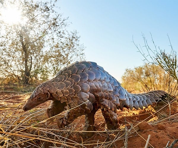 Top places in Africa see endangered animals - Luxury Travel Blog : A Luxury Travel Blog