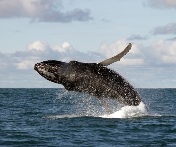 A humpback whale breaching during a whale watching tour in Iceland