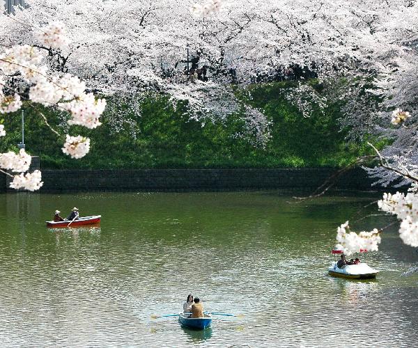 chidori-is-the-cherry-blossoms