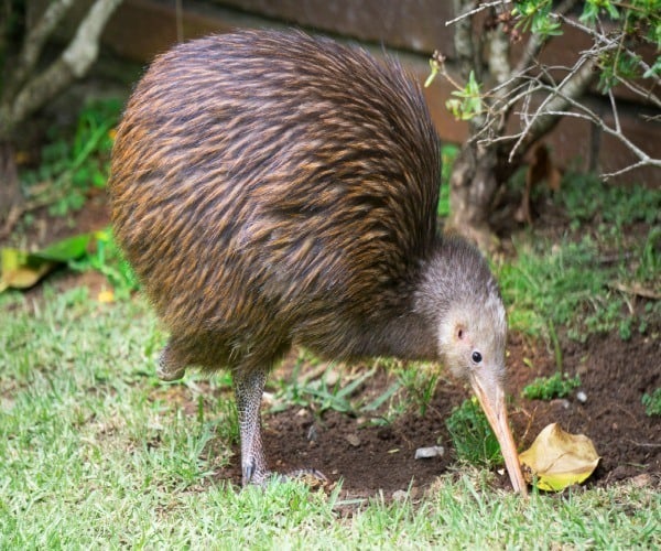 Kiwi in New Zealand