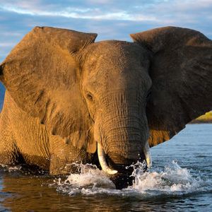 5 best parks in Africa to enjoy boating safaris