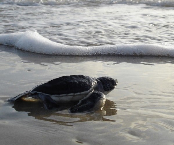 turtle hatchlings