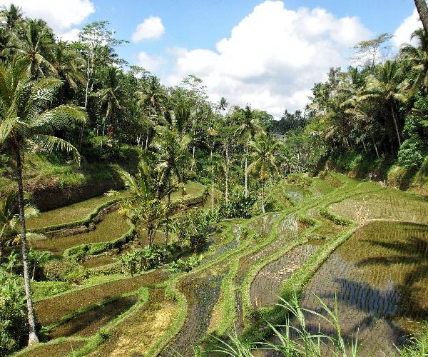 rice fields Ubud