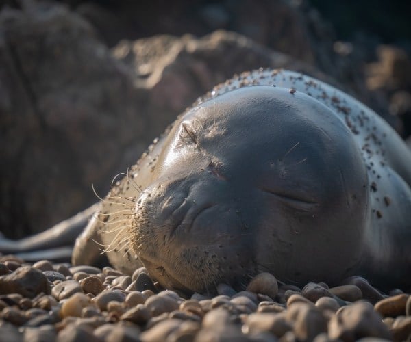 Monk seals