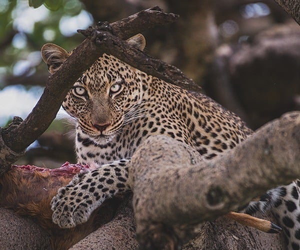Photograph of the week: Leopard in the Serengeti