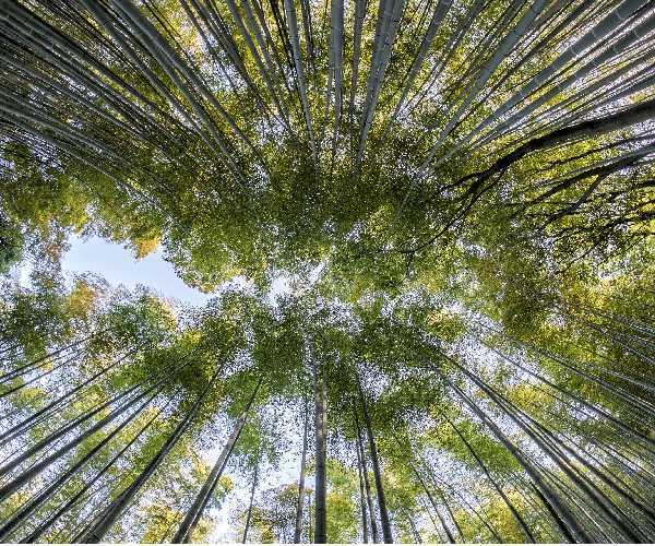 bamboo forest