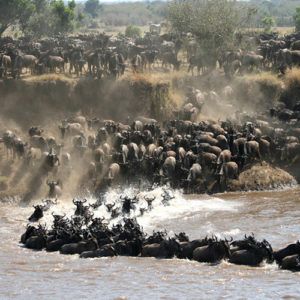 Stages of the Great Wildebeest Migration