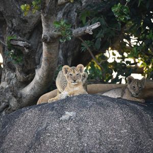 A 2020 safari with Nomad Tanzania