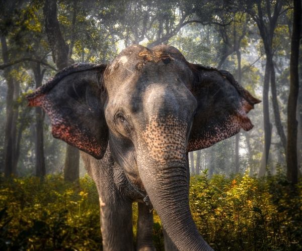 Chitwan National Park