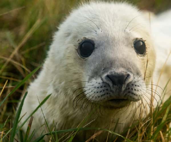 Lincolnshire Skegness Seals - Quality Unearthed