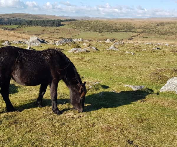 Dartmoor in Devon