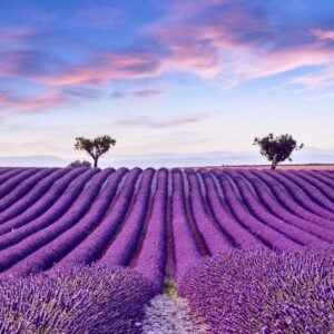 Provence in Bloom