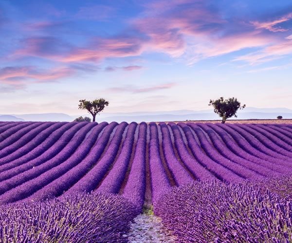 Provence in Bloom