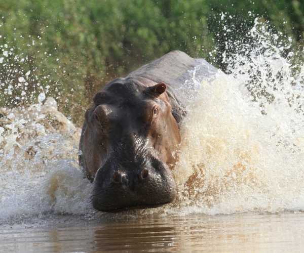 Hippo in the Selous Game Reserve, Tanzania