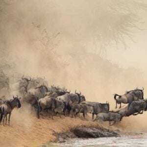 The Great Migration, Tanzania