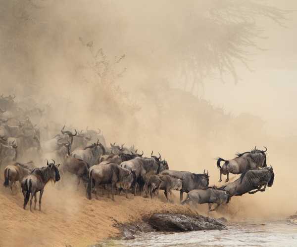 The Great Migration, Tanzania