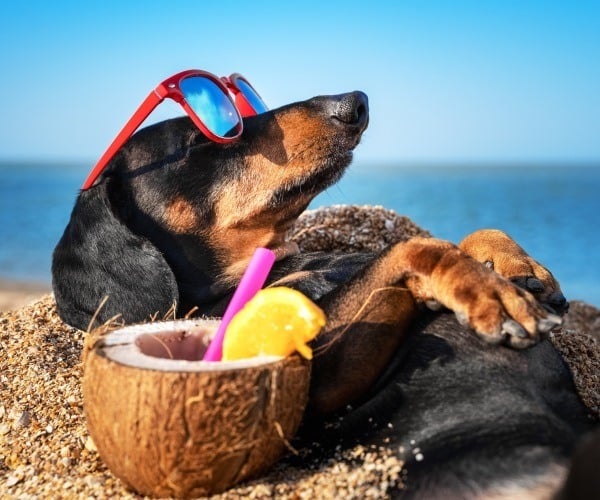 Best beaches for your dog in Tuscany