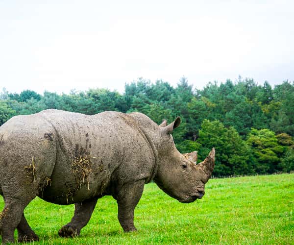 The incredible wildlife at Knowsley Safari park