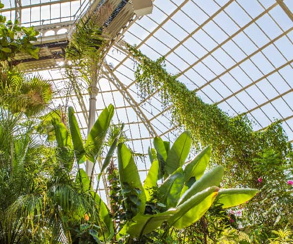 Sefton Park Palm House Preservation Trust is a registered charity set up in 1996 to manage Sefton Park Palm House