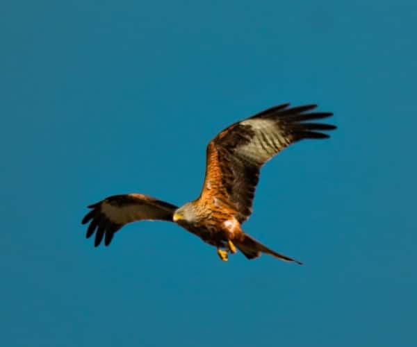 Visit the Red Kite Feeding Station in the Brecon Beacons