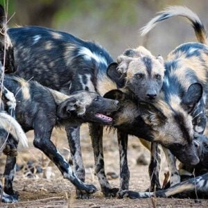 Best safari camps to see wild dogs