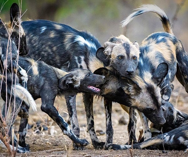 Best safari camps to see wild dogs