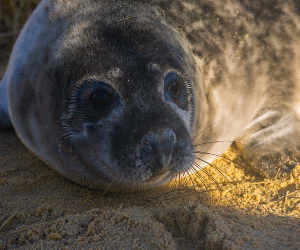 A seal found on Great Yarmouth