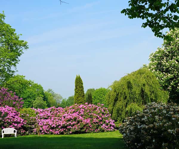 The rhododendrons at Sheringham Park