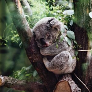 5 places to find koalas in NSW