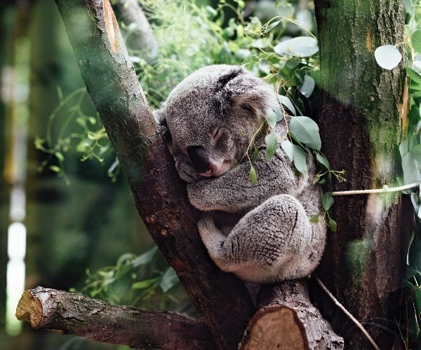 5 places to find koalas in NSW