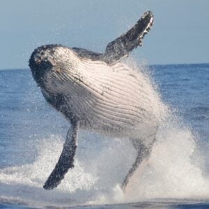 South American whale watching: 6 astounding sites